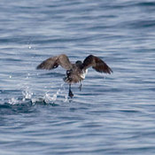 Parakeet Auklet